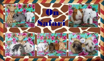 Safari postcard.webp