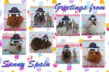 Spain Postcard.webp