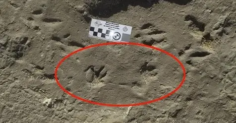 capybara fossilised footprints Miramar Argentina 2018.jpg