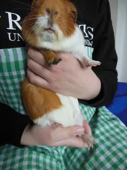 guinea pig.webp guinea pig.webp