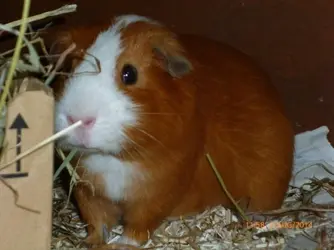 dougal1.webp