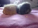 2-female-guinea-pigs-looking-for-home-530cc3a10950b.webp 2-female-guinea-pigs-looking-for-home-530cc3a10950b.webp