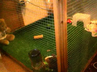 cage.webp cage.webp