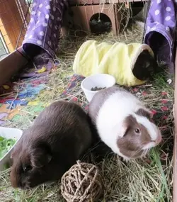 The trio in potting shed.webp