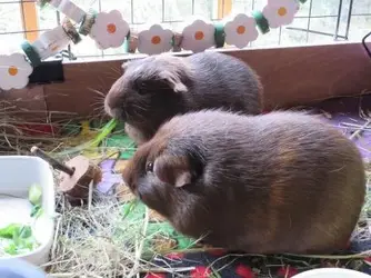 Bess & Sparkle in potting shed.webp