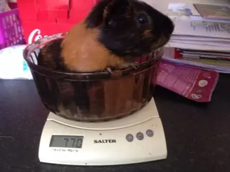 gizmo.webp