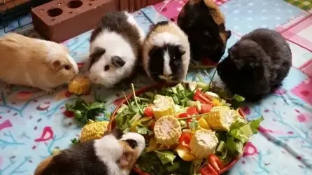 10603379_10154445792120363_9186711407203612871_n.webp