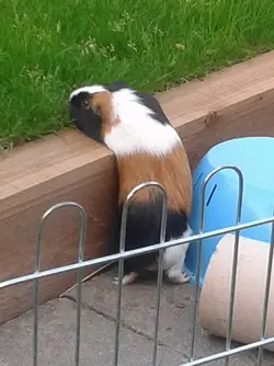 fudge new grass.webp fudge new grass.webp