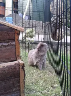 pongo.webp pongo.webp