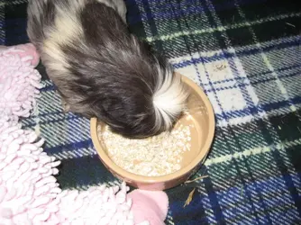 Betsy scoffing oats.webp