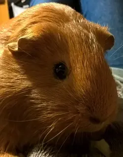 8 71 piggylover post 92.webp