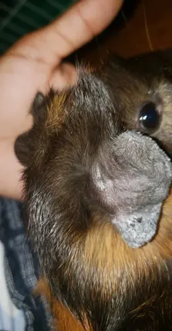 bean ear.webp