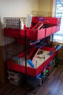 305fdd42c5b2fdf2726d9d00ce306421--guinea-pigs-guinea-pig-cages.webp
