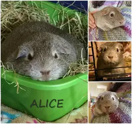 Alice collage.webp