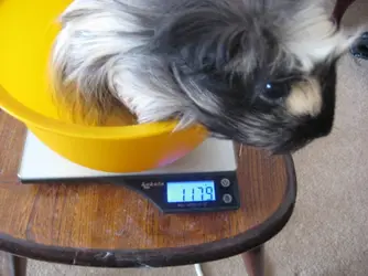 Betsy Scales.webp Betsy Scales.webp