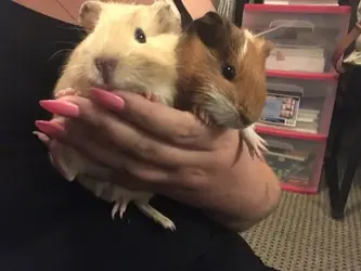 Theo and Ollie .webp