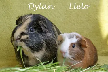 Dylan and Llelo-1.webp