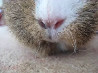 Dennis Nose 2.webp