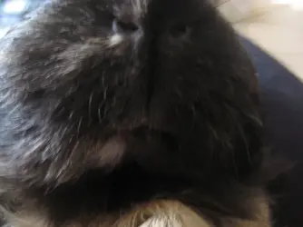 Betsy Nose 3.webp
