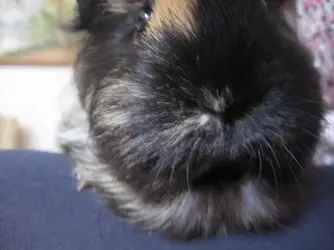 Betsy Nose 2.webp