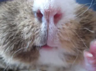 Dennis Nose 1.webp