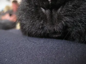Meg Nose 1.webp