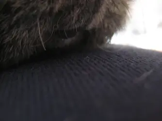 Velvet nose 1.webp