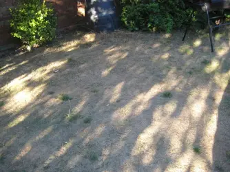 parched garden July 2018.webp
