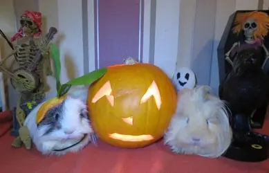 two piggies and a pumpkin.webp