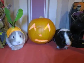 pumpkin pigs.webp