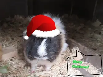 Rita - santa pig.webp