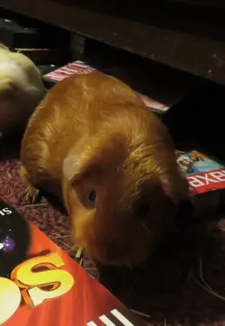 Goldie Guinea.webp