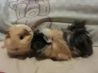 Nena sniffing Blondie2.webp