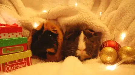 xmasbabies 1.webp xmasbabies 1.webp