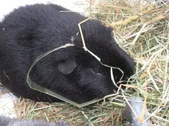 Meg eating hay.webp