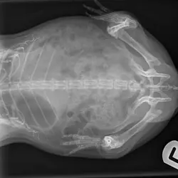 inkpen_leonard_23299_WHOLE BODY SA_Exotics-Small Animal Dorso-ventral-10_31_2018-2_00_10 PM-323.webp inkpen_leonard_23299_WHOLE BODY SA_Exotics-Small Animal Dorso-ventral-10_31_2018-2_00_10 PM-323.webp