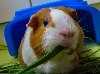 Flash eating grass.webp