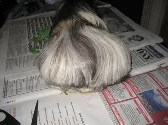 Betsy Salon 3.webp