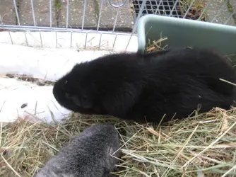 New Hay Tray Meg & Christian.webp