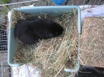 New Hay Tray Meg.webp