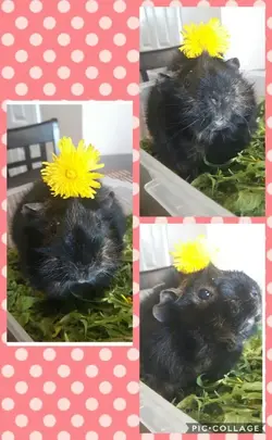 Collage 2017-05-12 16_38_16 (1).webp