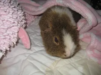 Dennis in pink blanket.webp