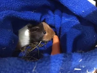 guinea pig.webp guinea pig.webp