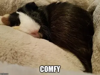 GPMeme-Comfy.webp