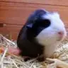 poppypig