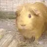 gingerpig