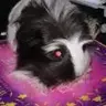Lolapola