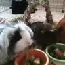 ThreeLittlePiggles