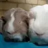 madcats69