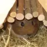 Pangolin